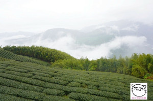 大阿里山旅遊（二）。覽青竹。品茗茶。喊愛情──綠色隧道、1314愛情塔