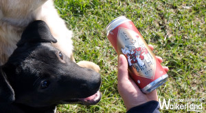 過年就是要喝這一罐！臺虎精釀推出狗年限定精釀啤酒，超應景包裝給你濃濃過年氣氛。