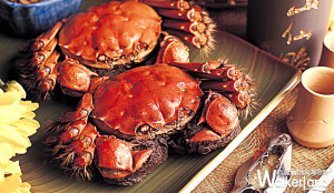秋天吃蟹別客氣！五星粵菜望月樓推出「美哉秋蟹」，要讓饕客們品嚐到最道地的萬里蟹、大閘蟹料理。