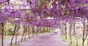 淡水紫藤花瀑布！超過萬坪、破1000株「淡水紫藤花園」預計3/20紫爆，一年營業不到15天錯過會哭。