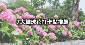 誰說只有竹子湖繡球花！不想人擠人「7大繡球花秘境」先收藏，萬里高家繡球花、樹林繡球花步道、武陵農場繡球花拍起來。