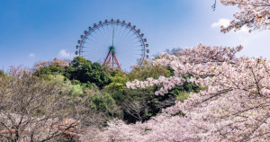 賞櫻寶藏勝地！最美的櫻花摩天輪在神奈川主題樂園裡，賞櫻、泡湯、F1賽車體驗和纜車一次搞定。