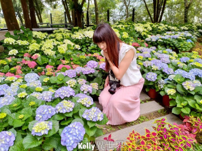 |新竹景點 尖石鄉薰衣草森林 2020紫色薰衣草 五顏六色繡球花季 浪漫秘密花園呈現於森林園區|