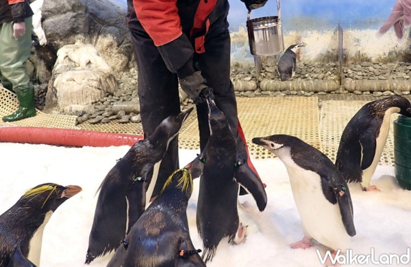 可愛到爆表！屏東海生館推出「我與企鵝的0.1毫米」餵食體驗秀，要讓遊客一秒到南極、體驗最真實的感動。