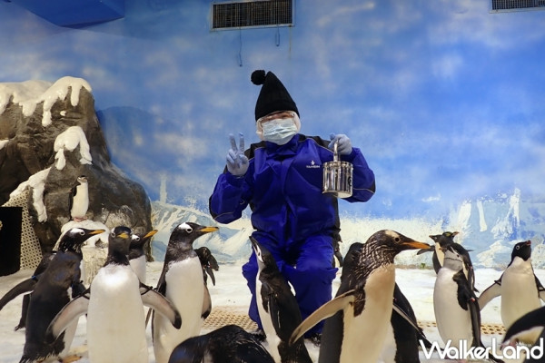 一秒被企鵝圈粉！屏東海生館「餵食企鵝」飼育照護體驗，與上百隻企鵝近距離互動、了解飼育員如何照顧企鵝，KLOOK18日開放民眾報名。