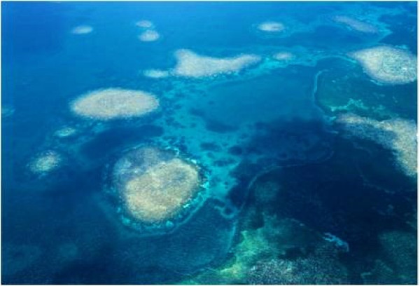 想不到台灣境內居然有海底城堡！？東沙環礁珊瑚王國產卵大爆發！