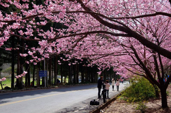 約定好2016在櫻花雨下的紀錄，全台１７個賞櫻浪漫景點《包含夜櫻》