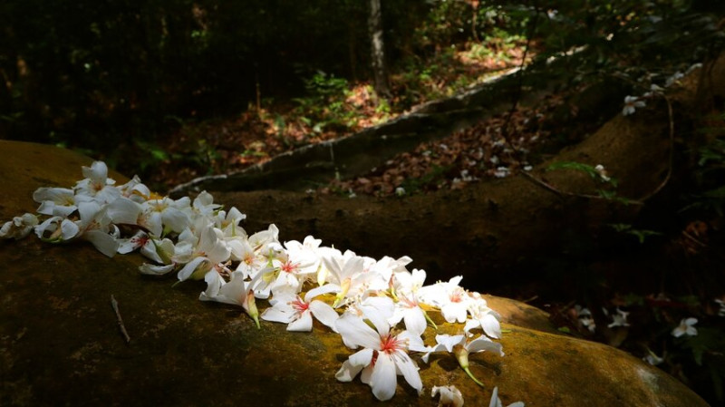 新竹湖口｜仁和．金獅步道｜山頂上的茶園．光影下的油桐花