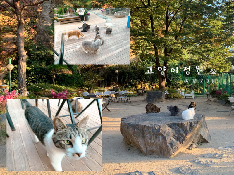 貓咪庭園｜貓奴必訪的人間天堂,韓國首爾景點推薦