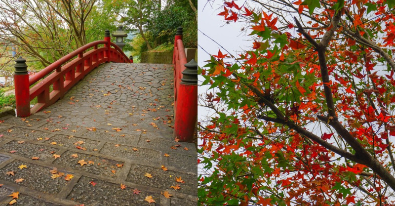 超美！像京都之美～楓葉落滿地，拱北殿楓葉將近尾聲，快抓住最後的2天。