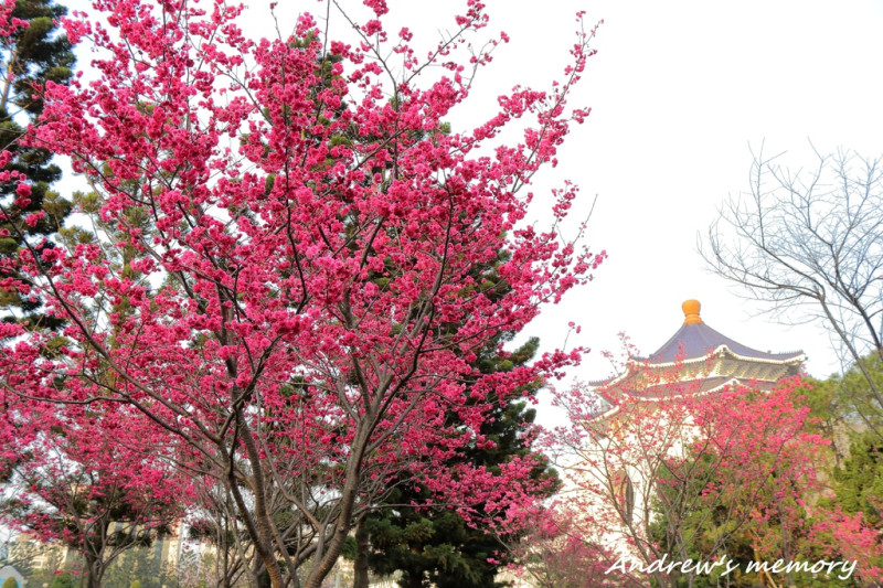 【台北．中正】中正紀念堂櫻花季 - 原來櫻花離我那麼近！捷運會經過的櫻花林就在這裡！