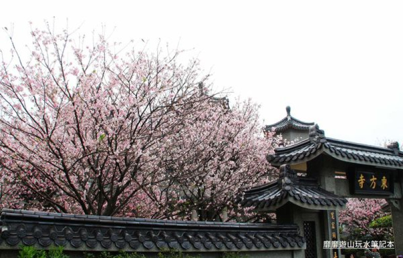 2015-3-22 陽明山~東方寺賞櫻 順路看紫藤、楓葉!