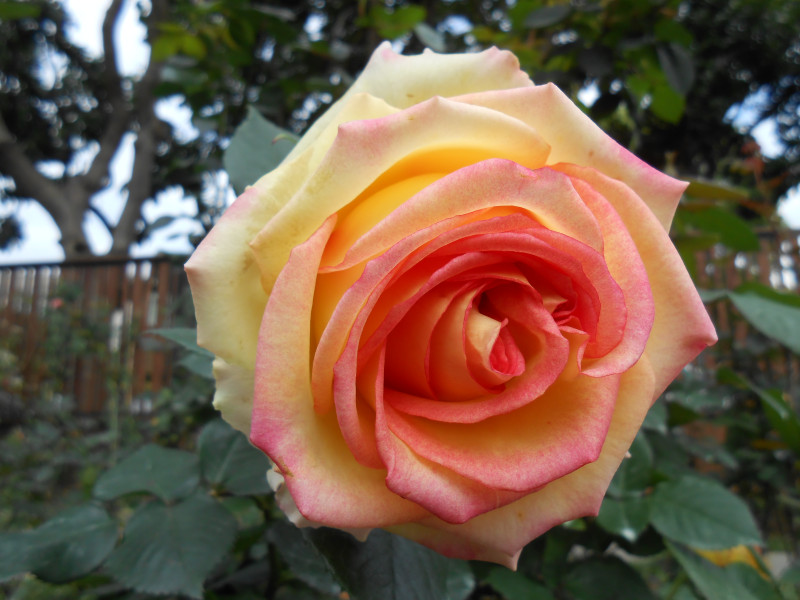 「2015春季玫瑰展」花博新生玫瑰園登場！ 和情人浪漫遊玫瑰園吧！