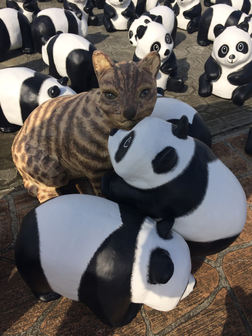 《台北》1600熊猫世界之旅-台北快闪行动,抢先