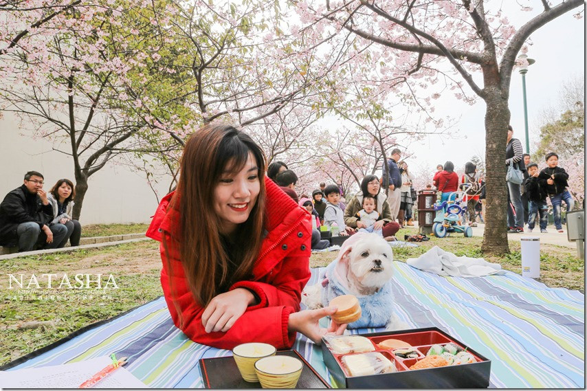 野餐,新竹公園,賞櫻