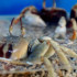 竹灣螃蟹博物館 照片