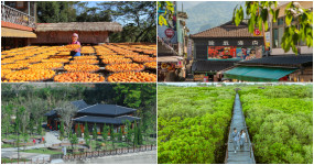 客家人、原住民交織出新竹縣的文化特色，紅樹林自然景觀更讓新竹縣更貼近生態，超過百年的曬柿活動也吸引很多人參觀。