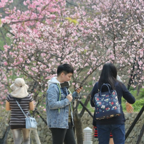 新竹人快衝，新竹公園櫻花開了！總計850棵櫻花樹絕對讓你拍好拍滿，還可以在櫻花樹下野餐喔。