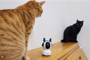 [喵の週邊]SpotCam Mibo寵物監控攝影機。寵物人物追蹤偵測/2K高影像品質/終身免費一日循環雲端備份/「毛孩照護組合」AI智慧影像分析加值方案。娘不在家也能甲哥們盯牢牢~