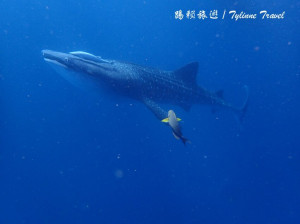 日本【沖繩景點】讀谷村與鯨鯊共游，近距離看可愛鯨鯊 | 親自餵食魚群 | 浮潛、潛水好選擇 | 日本熱門景點推薦