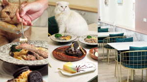 魔法咪嚕寵物咖啡館-多達20隻貓狗陪吃的台南寵物友善餐廳~精緻的歐風永康早午餐、永康甜點推薦