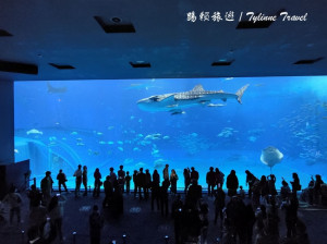 日本【沖繩景點】美麗海水族館，超大水族箱必訪美景 | 鯨鯊、鬼蝠魟水中優游 | 雨天室內好去處 | 日本熱門景點推薦