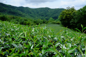 三峽熊空茶園，蜜香紅茶的故鄉