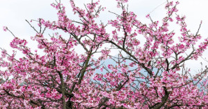士林人每年都在打卡！超夯台北櫻花巷「平菁街42巷」搶先開花，免費櫻花打卡點一路拍到2月中。