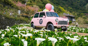 竹子湖海芋攻略！台北人後花園「竹子湖海芋季」11個地景藝術要拍，零基礎也好走「海芋步道」刷一排IG限動。