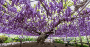 最夢幻的紫色瀑布襲來，接續日本春櫻，浪漫紫藤花祭「大藤祭2023」4月12日盛大登場。