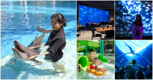 誰說只有環球影城！新加坡海豚園領軍「3個海洋系玩法」全攻略，聖淘沙名勝世界「海底法餐、海洋館、水樂園」VIP攻略帶你玩。
