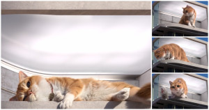 基隆最新打卡點！基隆舊火車站「胖橘貓」現身裸視3D弧形螢幕，胖橘貓命名活動同步開跑。