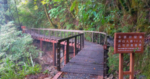 嘉義特富野古道開放了！最美鐵道森林步道「特富野古道」整修回歸，嘉義放空景點必拍。