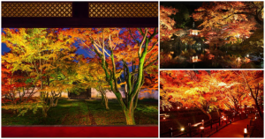 懂看夜楓才叫內行！京都4大人氣「夜間賞楓景點」全公開，「3千株楓紅滿蓋迴廊庭園」打造永生難忘的京都賞楓之旅。