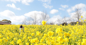 看完櫻花來看油菜花！坐擁大阪「堺．綠之博物館 收穫之丘」大片浪漫金黃花海， 50萬棵油菜花震撼盛開。