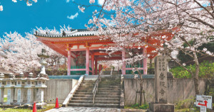 我在賞櫻或在賞櫻的路上！日本人才知道不用人擠人的賞櫻景點，關西京都、奈良4月還看得到櫻花的絕美秘境。