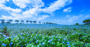 新旅遊體驗，錯過只能再等一年！神戶3月必搭郵輪，享受粉蝶花×日本海×湛藍天空的三重藍色美景。