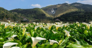 歐風花藝市集登場！台北後花園「竹子湖海芋季」提前滿開拍美照去，全新「歐風花藝市集」快閃登場。