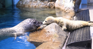 二訪江之島理由再加一！新江之島水族館看板明星斑海豹「可可」的寶寶可愛登場。