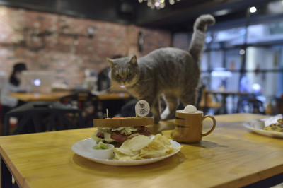 找 貓咪 Found Cat cafe &bar