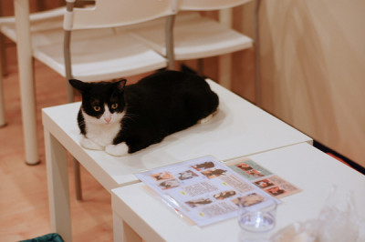 療癒茶館－貓。藝。家