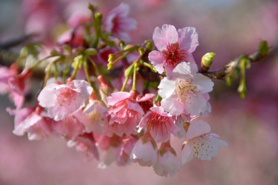 【2022樂活公園賞櫻趣】台北人有福，近郊的櫻花朵朵開，情人節賞花熱搜，愛就跟我一起快樂GO !
