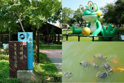 【八德景點】八德埤塘生態公園,餵魚餵烏龜,超欠拍大青蛙,悠閒散步看生態美景！
