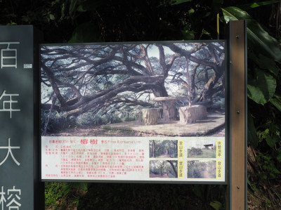 百年大榕樹