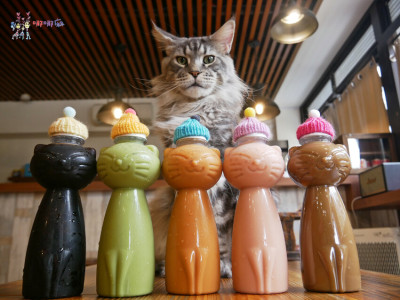 來嚕貓囉！八德貓咪餐廳推出超可愛貓咪泰奶，還有威武霸氣的大貓坐檯！