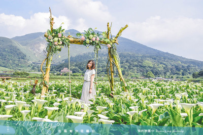 《台北北投》名陽匍休閒農莊 圍繞在充滿仙氣的花鞦韆與雪白海芋裡、陽明山最美的花季景點|4.4花況