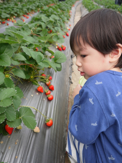 【台北】台北近郊踏青採果好去處－內湖‧白石湖觀光農場之碧山草莓園
