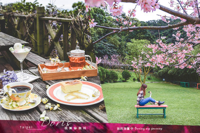 《台北八里》桃樂絲森林 在都市的世外桃源賞櫻花！綠意山中的花季盛宴