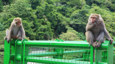 台東｜東河慢旅 × 登仙橋遊憩區，進入幽靜山谷，巡訪台灣獼猴住處、天然後花園