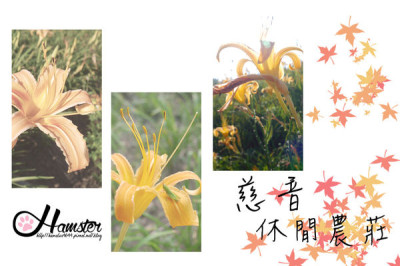 [‧:悠游:‧]台北文山-慈音休閒農場-看金針花不必到六十石山，台北近郊的桃花源